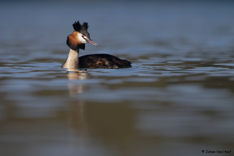 Fuut / Great Crested Grebe / Podiceps Cristatus photographed from floating hide