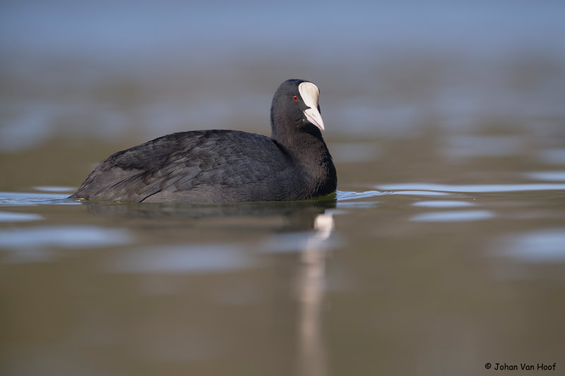 Meerkoet / Eurasian Coot / Fulica Atra photographed from floating hide